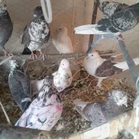 کفتر پرشی. ویاهو|پرنده|قم, نخودی|دیوار