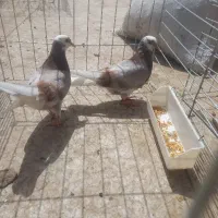 کبوتر|پرنده|زارچ, |دیوار