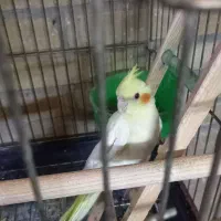 عروس هلندی قناری سهره فنچ برزیلی قفس