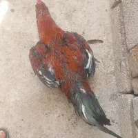 خروس لاری اصل خروس کنه  است