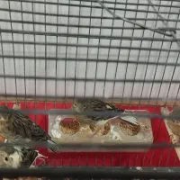 قناری|لوازم جانبی حیوانات|یزد, |دیوار