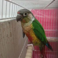 یک جفت گرینچیک مولد سرحال|پرنده|رضویه, |دیوار