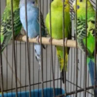 مرغ عشق پرنده دستی سخنگو|پرنده|رشت, شهرک شهید مفتح|دیوار