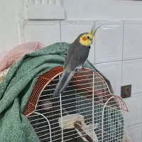 عروس هلندی سخنگو|پرنده|رشت, چمارسرا|دیوار