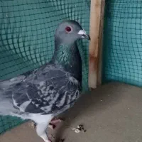 کبوتر پلاکی