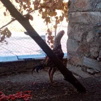 خروس لاری|حیوانات مزرعه|سروآباد, |دیوار