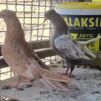 جوجه سینه ای