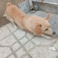 سگ پامر روباهی ۱ ساله