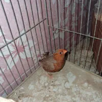 فنچ فول اورنج هاف اورنج پرنده خانگی|پرنده|بوشهر, |دیوار