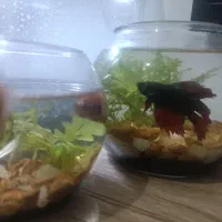 دوتا فایتر نر