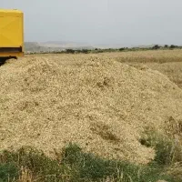 کاه گندم کمباینی خریداریم