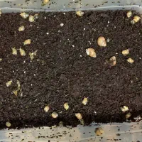 حلزون|خزنده|ارومیه, |دیوار