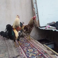 خروس دورگه لاری