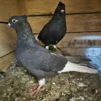 کبوتر|پرنده|رشت, یخسازی|دیوار