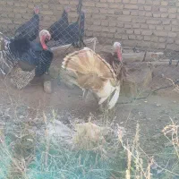 بوقلمون بوقلمون بوقلمون