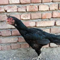 ماده مرغ