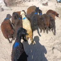 25عددبره نرو ماده5عدد ماده