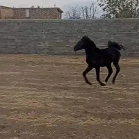 کره مادیان نژاد عرب به رنگ مشکی