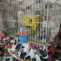 مرغ عشق جوان|پرنده|کوهدشت, |دیوار