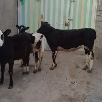 گوساله ماده|حیوانات مزرعه|بیرانوند, |دیوار