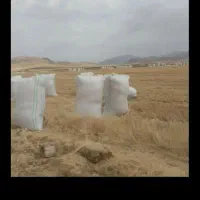 کاه گندم دیم نرم نرم