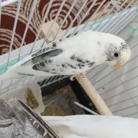 جوجه