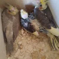 جوجه‌عروس‌هلندی|پرنده|اشنویه, |دیوار