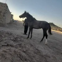 کره مادیان یکسر