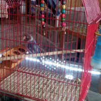 کوتوله برزیلی نروماده|پرنده|اصفهان, شهشهان|دیوار