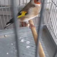 سهره|پرنده|تهران, شهرک شریفی|دیوار