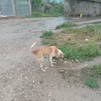 توله‌سگ‌ماده.رایگان|سگ|کلاله, |دیوار