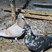 کبوتر پلاکی ماده|پرنده|شیراز, کوشک بیدک|دیوار