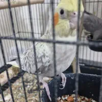 عروس هلندی جفت|پرنده|قم, زند آباد|دیوار