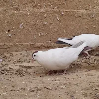 چپ وخال دم|پرنده|هامون, |دیوار