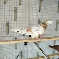 سار قزوینی ماده