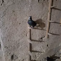 نر پلنگ ریش کنده سرسیاه