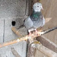 کبوتر پرشی|پرنده|گوراب زرمیخ, |دیوار