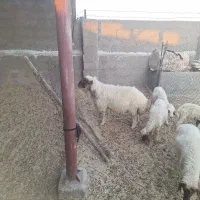 ۲ قوچ داشتی جوان