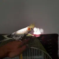 عروس هلندی ماده