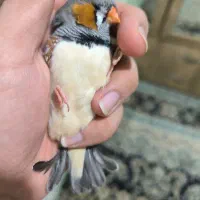 فنچ|پرنده|محمدشهر, ولدآباد|دیوار