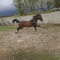 فروش نریان کرد ۵ سال