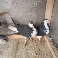 کبوتر دمگیر مشکی سینه دم پاک|پرنده|خمینی‌شهر, |دیوار