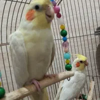 عروس هلندی