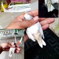 فنچ شرط و تضمین کارداده فنچ ها معمولی نیستن|پرنده|چمران, |دیوار