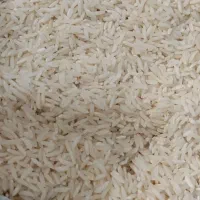 برنج طارم هاشمی کشت دوباره