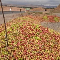 خریدسیب بادریزودرخت شمابه بالاترین قیمت درمحل شما|خدمات باغبانی و درختکاری|مشگین شهر, |دیوار