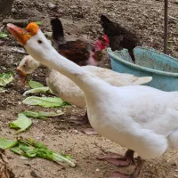 قو غاز سفید