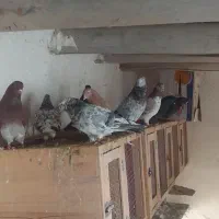 فروش یک گنجه کبوتر پرشی طلا زیر خاکی|پرنده|اشنویه, |دیوار