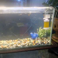 سلام ی آکواریم گذاشتم طول50 ارتفاع 40ارض 15