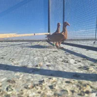 کفتر جوجه زرد کرمانی درجه یک|پرنده|تربت‌حیدریه, مسجد جامع|دیوار